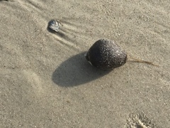 Molgula occidentalis