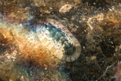 Rhyssoplax olivacea