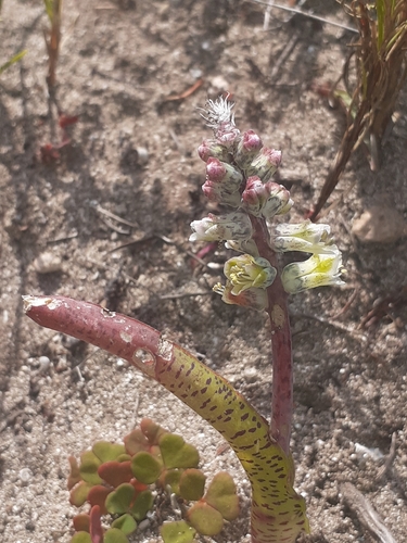 Image of Lachenalia variegata by (c) Brian du Preez, some rights reserved (CC BY-SA)