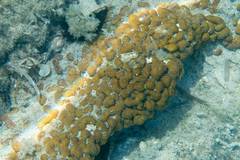 Chondrilla nucula