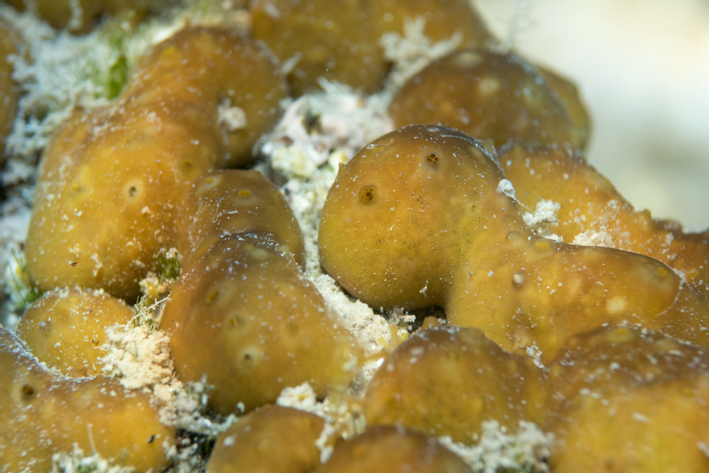 Chicken Liver Sponge
