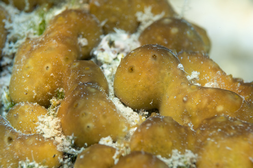 Chicken Liver Sponge