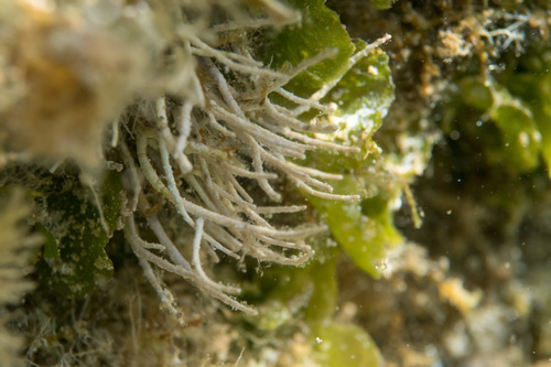 Representative image of Amphiroa rigida