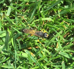 Sceliphron destillatorium