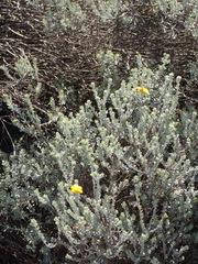 Pentzia dentata