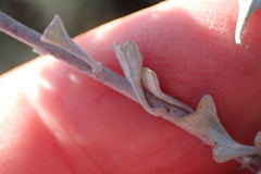 Pentzia dentata