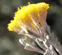 Pentzia dentata