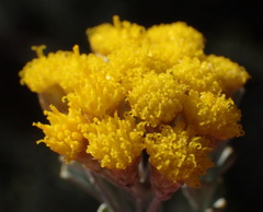 Pentzia dentata