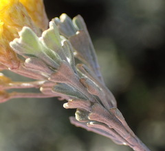 Pentzia dentata