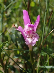 Arethusa bulbosa