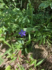 Campanula patula