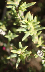 Pteronia elongata