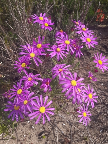 Sandveld Ragwort