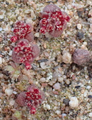 Crassula umbellata