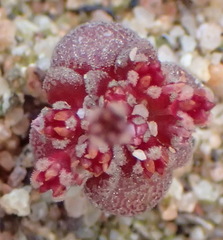 Crassula umbellata