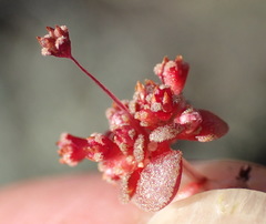 Crassula umbellata
