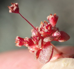 Crassula umbellata