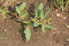 Oxybasis glauca glauca