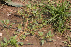 Oxybasis glauca glauca