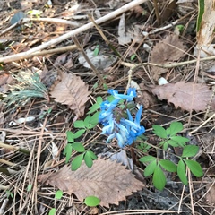 Corydalis fumariifolia azurea
