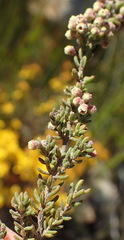 Erica leucopelta