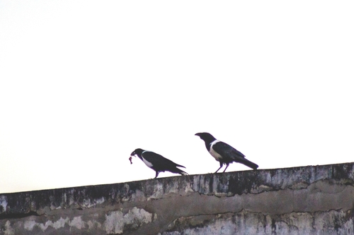 Pied Crow