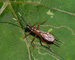 Ischnus inquisitorius