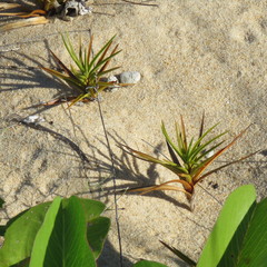 Cyperus pedunculatus