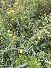 Lactuca canadensis