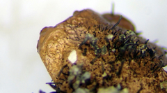 Parmotrema subtinctorium