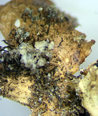 Parmotrema subtinctorium