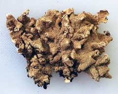 Parmotrema subtinctorium