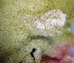 Parmotrema subtinctorium