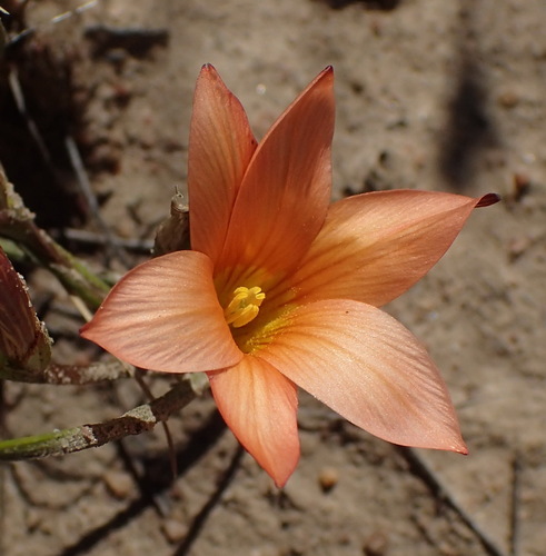 Image of Romulea setifolia by (c) Nicola van Berkel, some rights reserved (CC BY-SA)