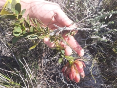 Liparia splendens comantha