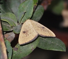 Hesperumia fumosaria
