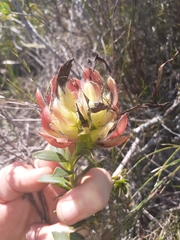 Liparia splendens comantha