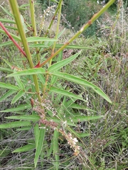 Desmodium macrostachyum