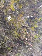 Erica ampullacea