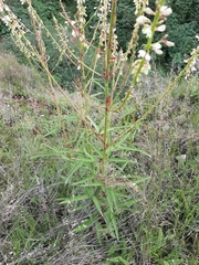 Desmodium macrostachyum