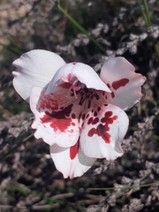 Gladiolus variegatus