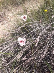 Gladiolus variegatus