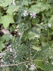 Symphyotrichum lateriflorum