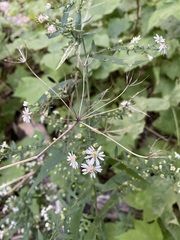 Symphyotrichum lateriflorum