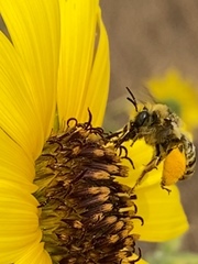 Melissodes robustior