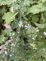 Symphyotrichum lateriflorum