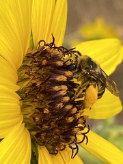 Melissodes robustior