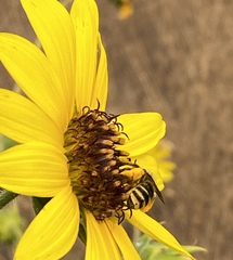 Melissodes robustior