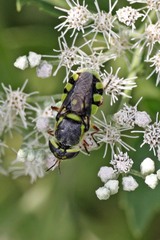 Hedriodiscus truquii