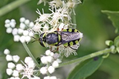 Hedriodiscus truquii